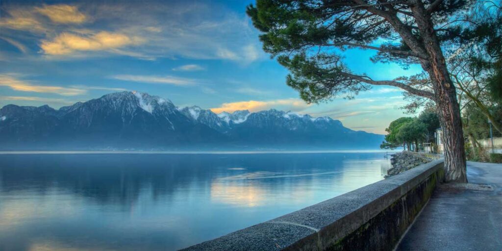 a tree next to a body of water