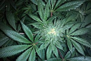 Treatment for Marijuana Addiction