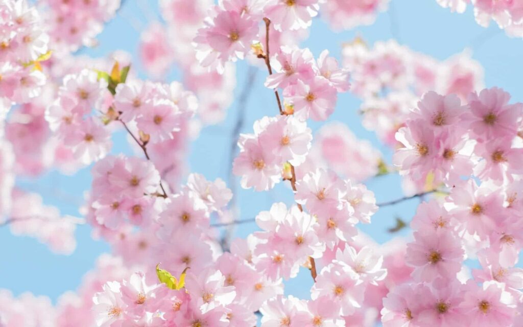 a close up of pink flowers