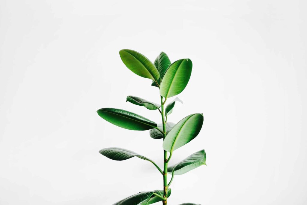 a close up of a plant