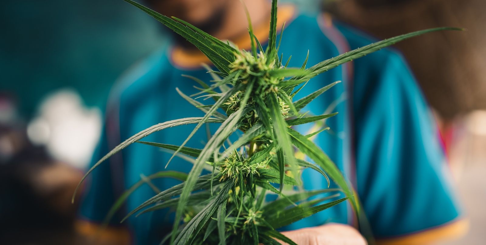 خروج الحشيش من الجسم بعد كام يوم 